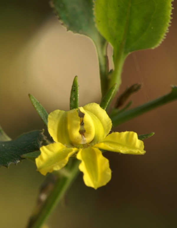 Goodenia ovata